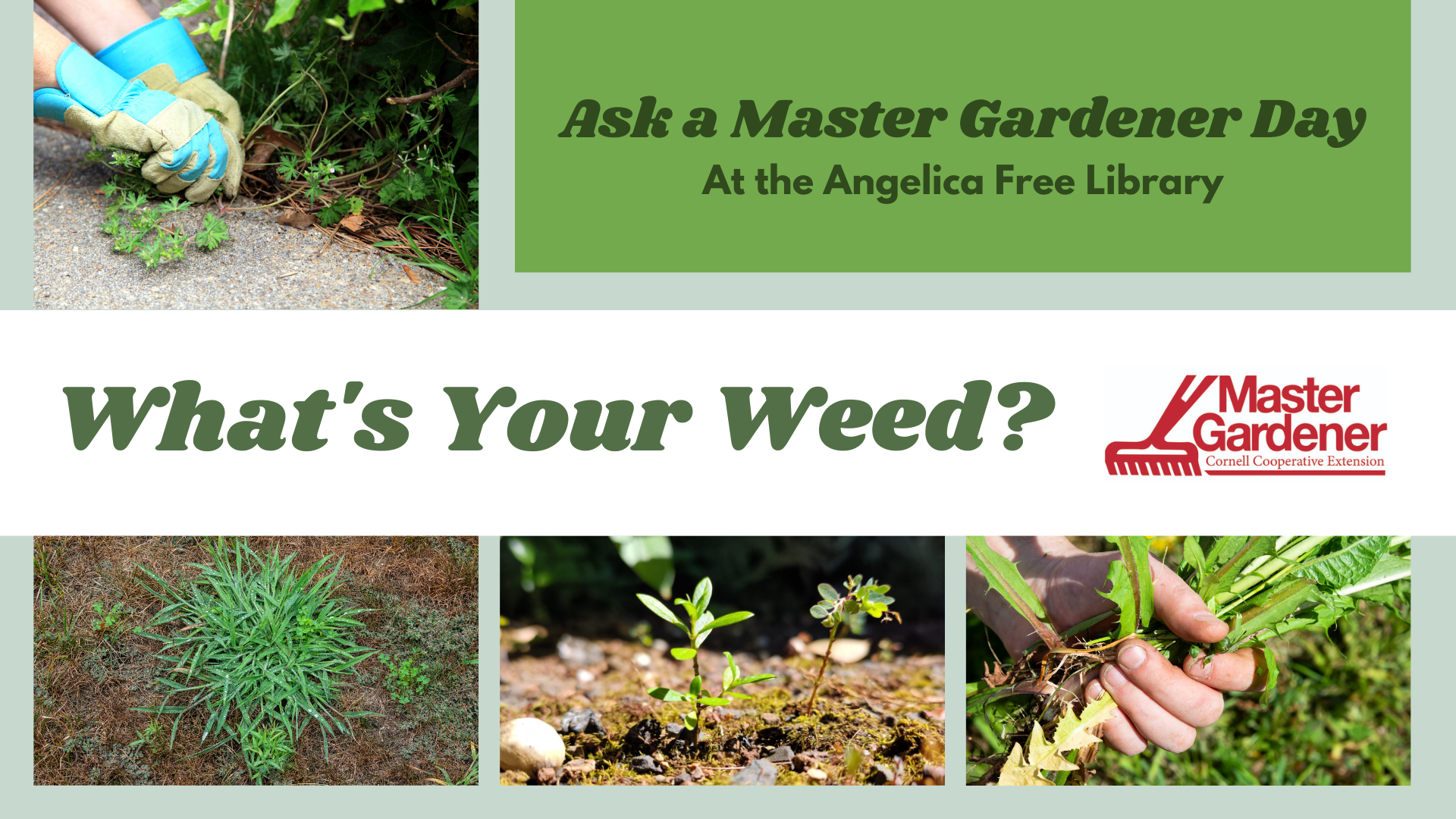 What's your weed day at the Angelica Free Library, ask a master gardener